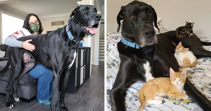 "Because Of Corbin's Size, Some People Find Him Scary": 150-Lb Great Dane Breaks Misconceptions By Being The Best Foster Dad To Kittens