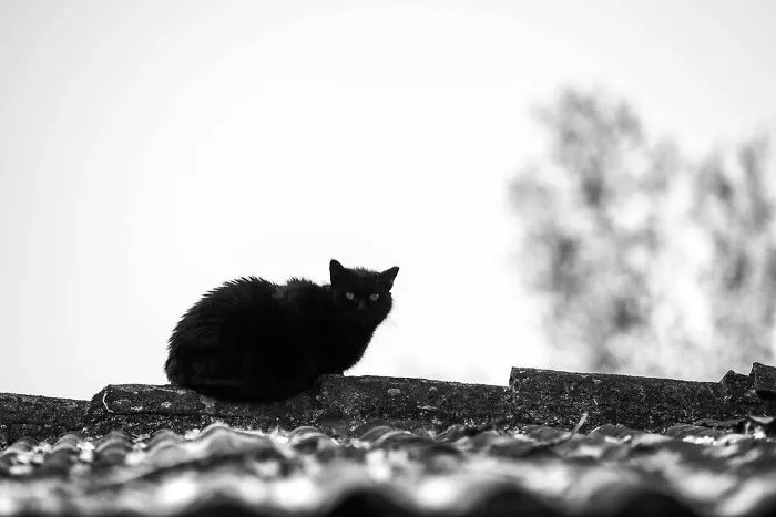 Up On The Roof