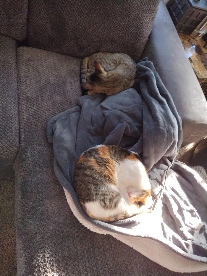 Cali And Midnight Enjoying Their Heated Blanket.