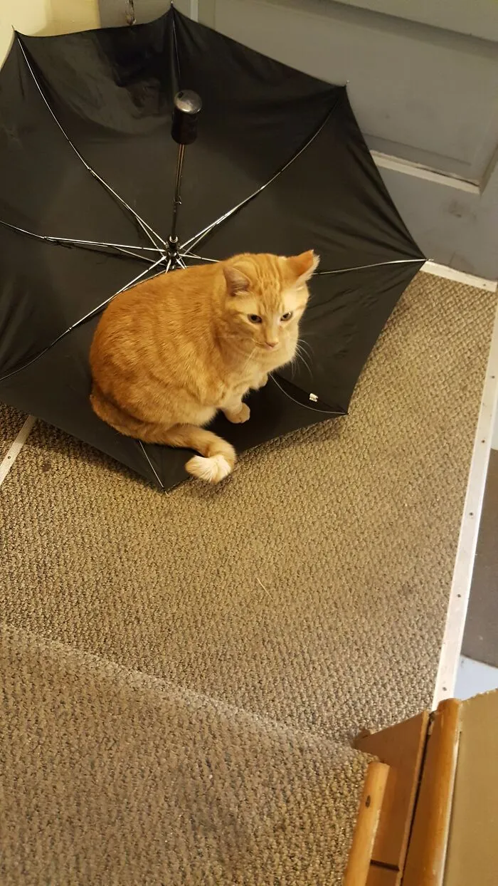 Alvin Joseph Kittymonster