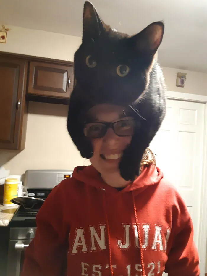 My Guy Binx (Aka Bee), Survived A Blood Clot In His Bladder Recently. Vet Told Us To Put Him To Sleep, We Sought A Specialist. 9k Later And 4 Months Later He Is The 9 Beelion Dollar Man!