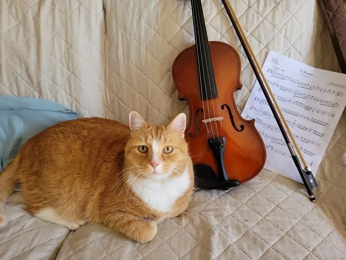 "Simba": 159th world And 1st maryland ranking In The cat’s Contest Which Ended 4 Days Ago. Simba Is A Hero Cat. Simba Once Saved My Family By Waking Me Up During A Gas Leak In The House! Simba Is Very Smart And Loving. He Can Mimic Some Human Words. He Is Very Patient And Loving.