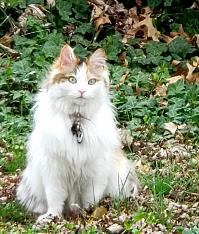 Exploring The Ivy