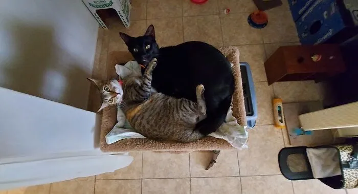 Flor And Onyx (Gere) Smiling, Both Are Rescue About Two Years Ago