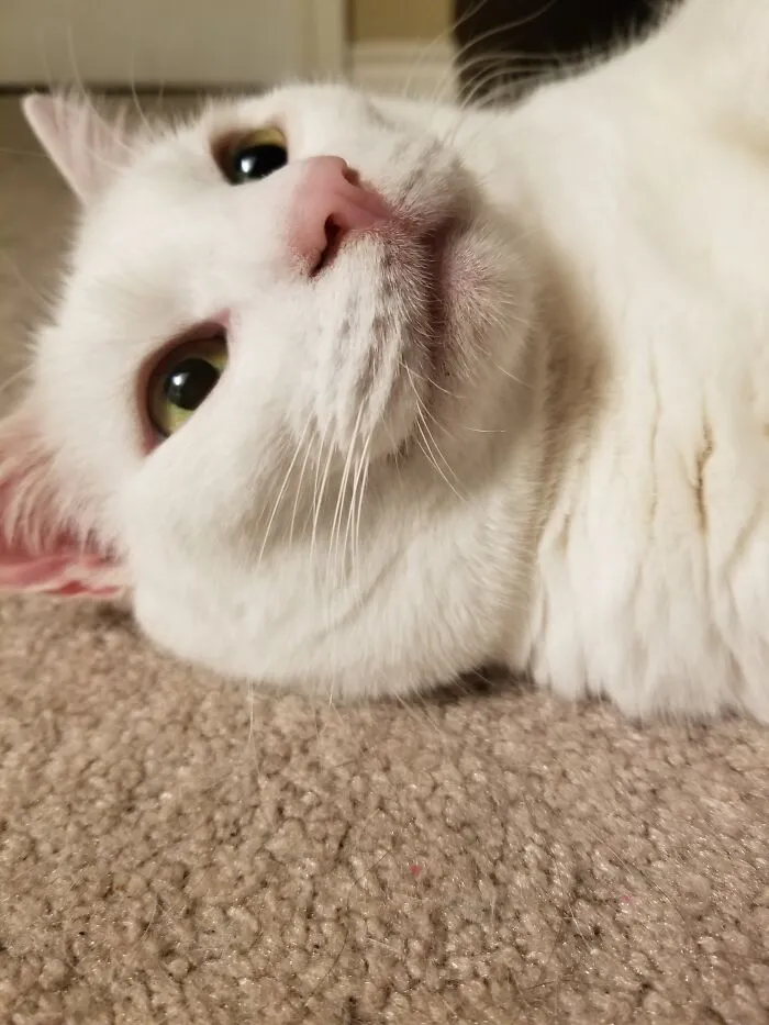 One Of My Cats Was Hanging Out With Me At Midnight