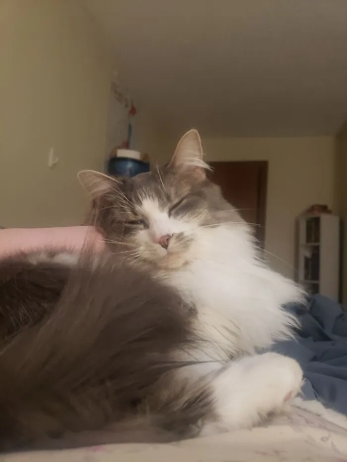 Gracie