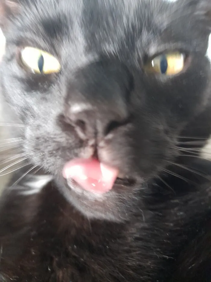 He Licked My Camera