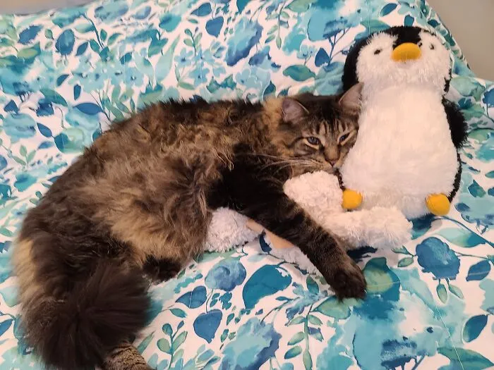 Atlas The Cat