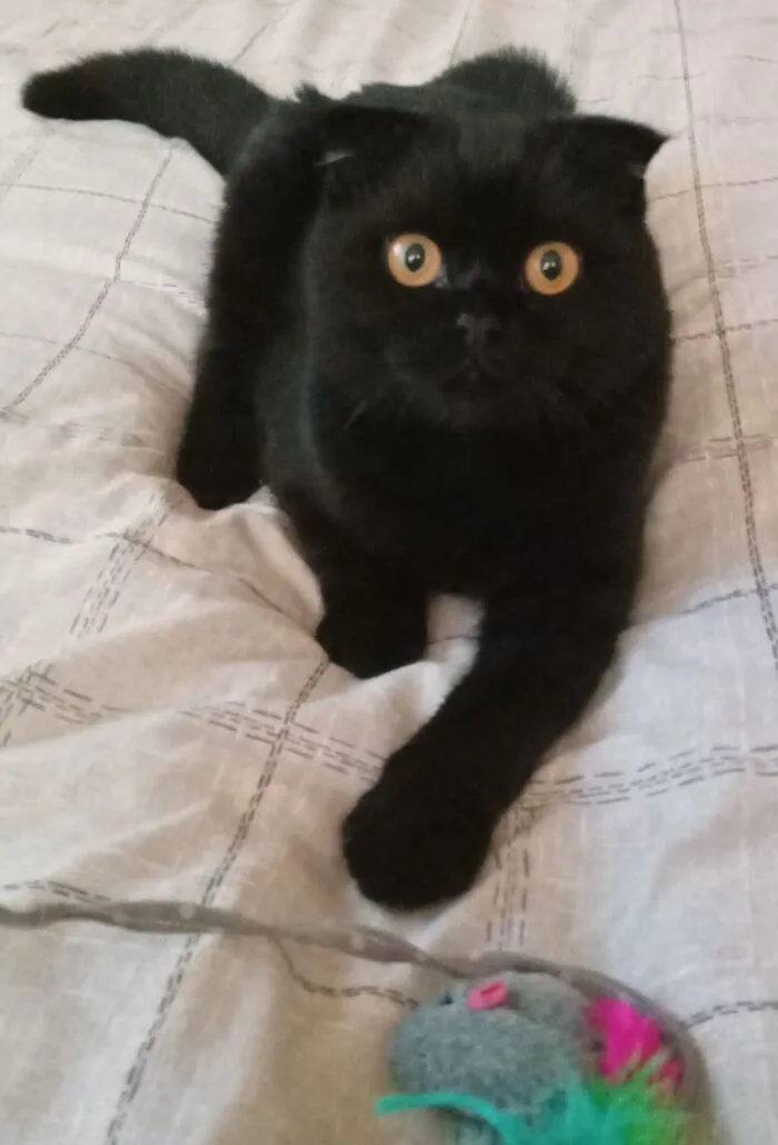 My Little 🤴 'Nero'...mamma's Boy.x