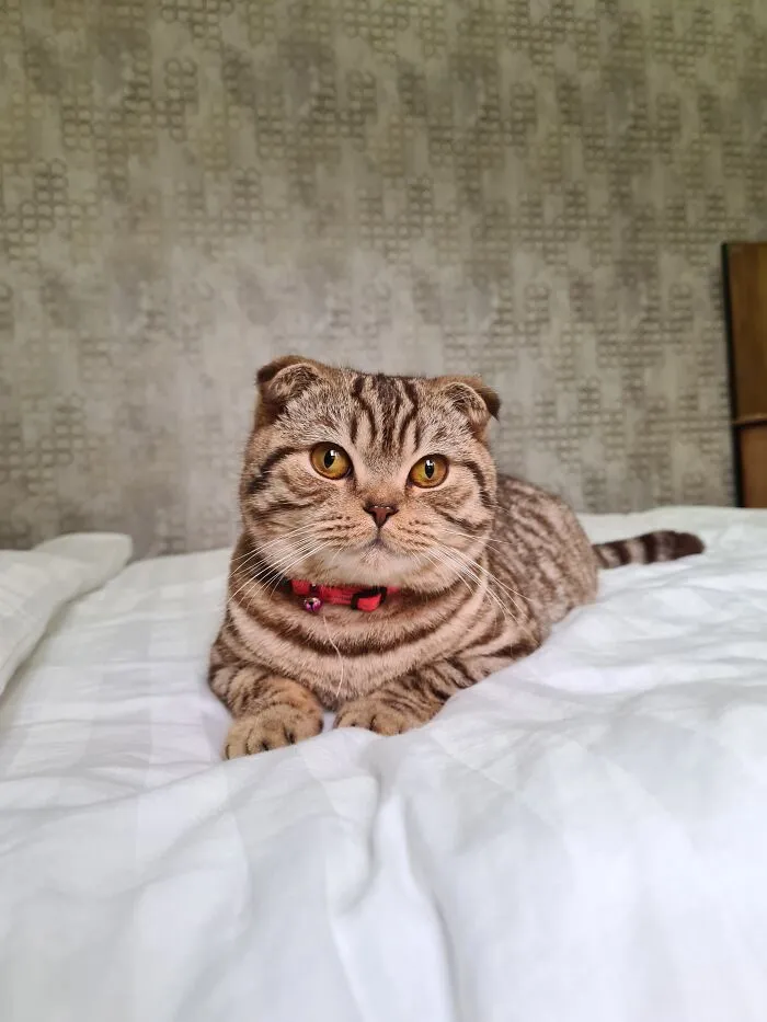 The Sweetest Cat In The World. Meet My Mishka