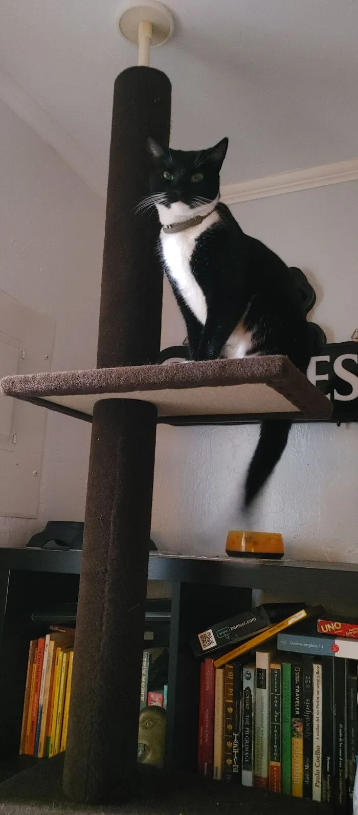 Coco My Punk Rock Cranky Tuxedo