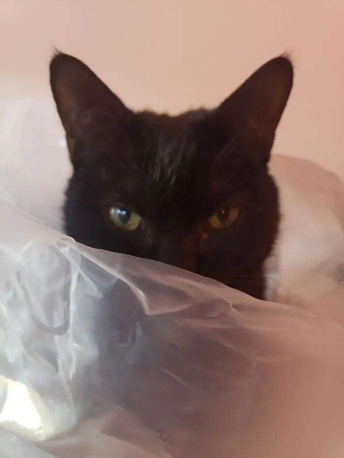 Yes, This Bag Will Do Nicely Human, Now You May Go!