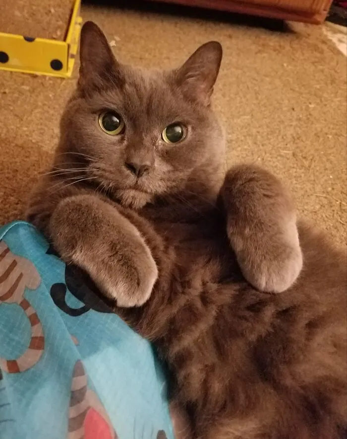 This Is Dexter, 13 Years Old, Acting Cute As A Kitten In Hopes Of Me Staying Home From Work To Play With Him. How Could I Resist?!