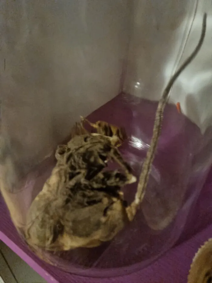 This Mummified Rat Came With Our House From 1860. My So Found It In The Attic. He Seems Rather Happy To Have Been Put In Display In Our Homeschool. His Best Friend Is Puff, The Ugly Pufferfish.