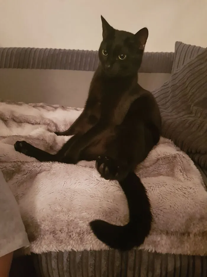 Biggie On His Favourite Blankie