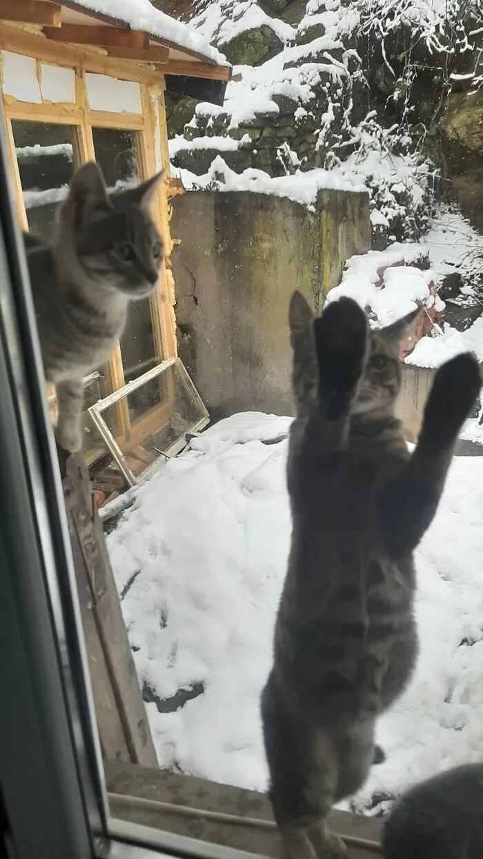 Let Me In!