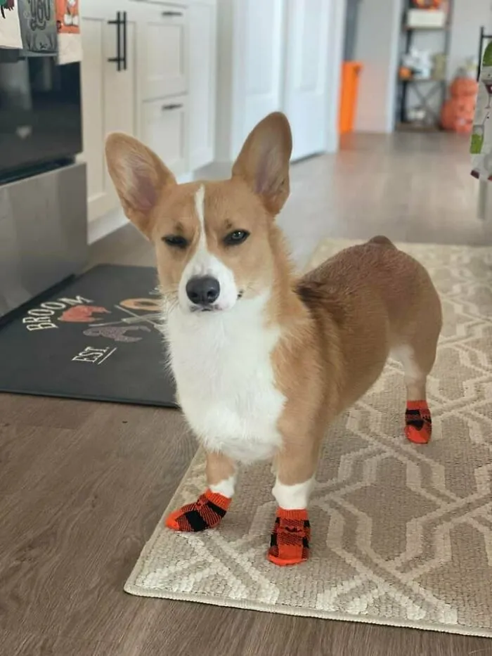 She Is Totally Disapproving Of The Winter Socks