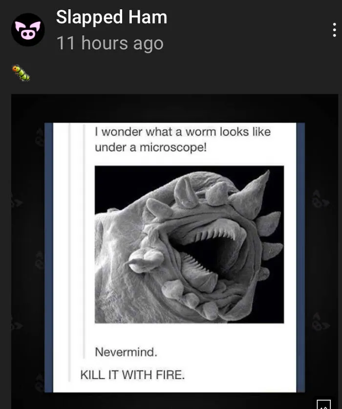 Real Close Up Of A Worm