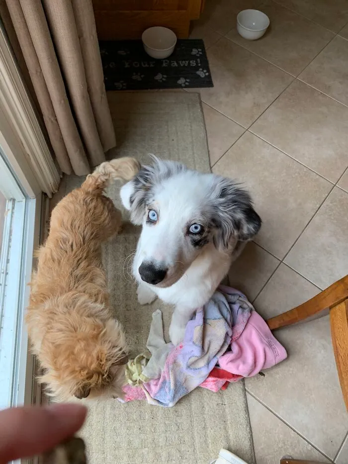 The One On The Left Is Biscuit And On The Right Is Indy