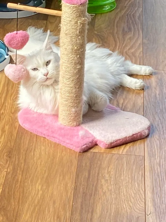 Casper, Boo And Opal The Maine Coon Too….