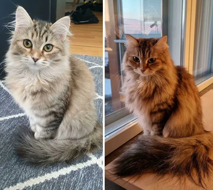 Kiara Still Likes To Sit Like A Proper Little Lady But Now Her Tail Has Gotten A Bit Bigger