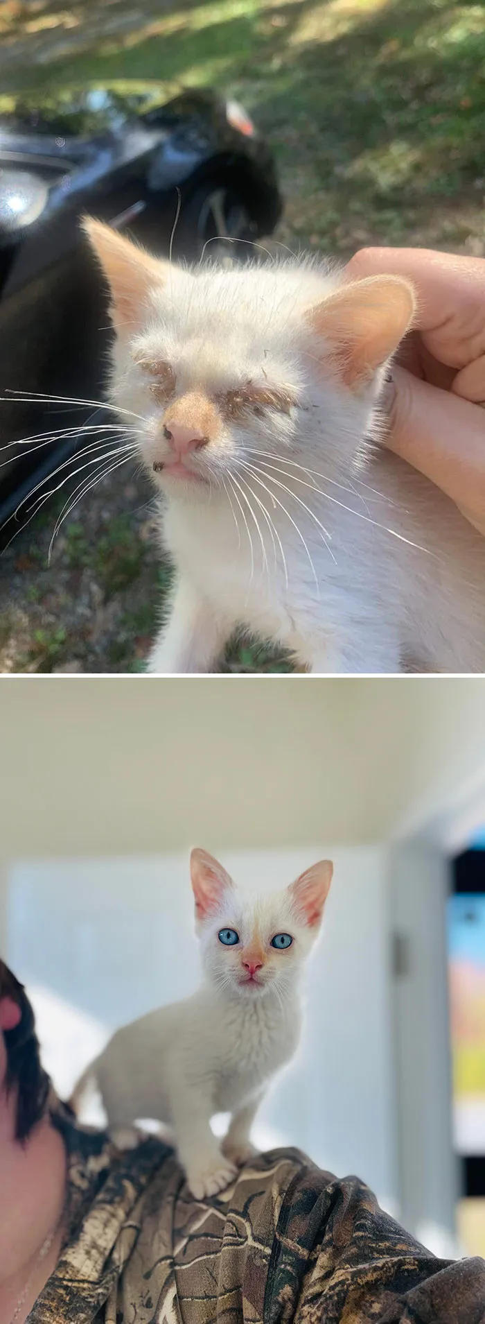Mi gatito, Rice, el día que lo encontré hace 3 semanas vs. hoy