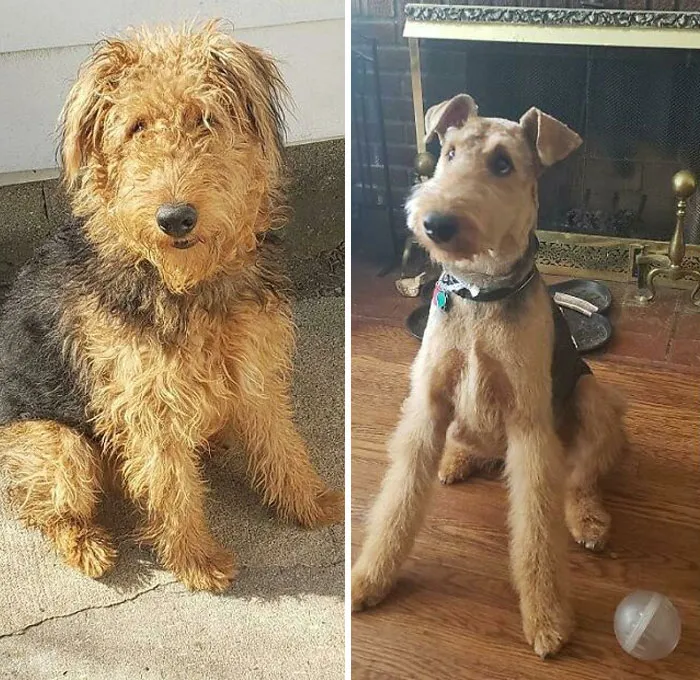 A mi cachorro Otis le cortaron el pelo por primera vez. No estoy seguro de que me hayan devuelto el mismo perro