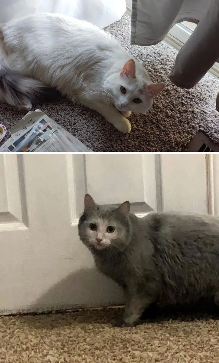 El gato de mi hermano se metió en la chimenea