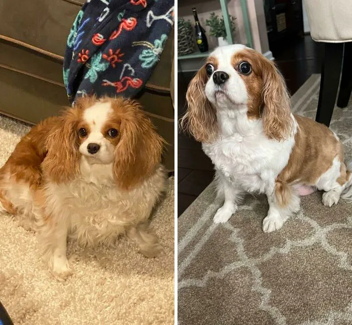 Rosie está casi en su peso ideal