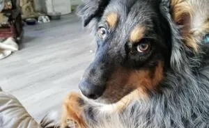 This Australian Shepherd Came Into My Home And Never Left (10 Pics)