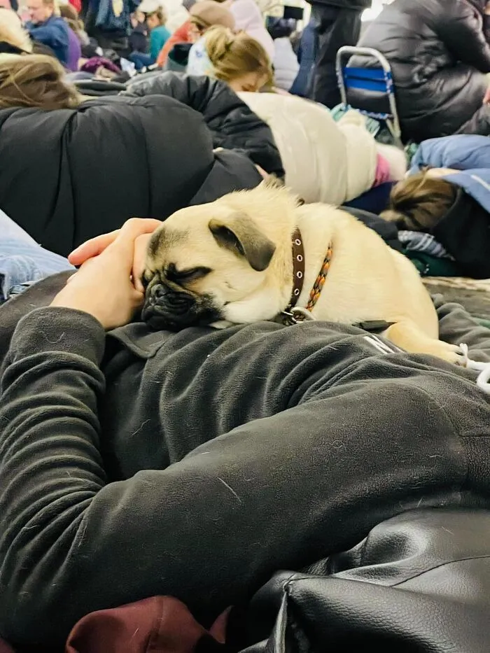 35 Fotos de ucranianos con sus mascotas durante la guerra mostrando lo fuerte que puede ser el amor entre humanos y sus mascotas