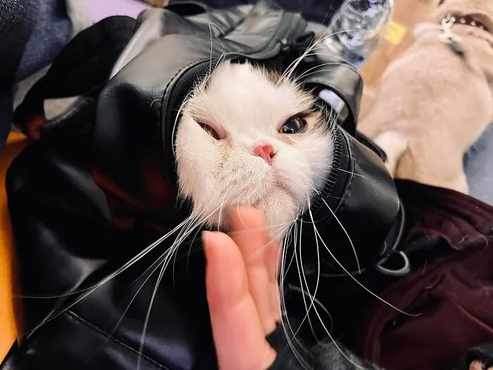 35 Fotos de ucranianos con sus mascotas durante la guerra mostrando lo fuerte que puede ser el amor entre humanos y sus mascotas