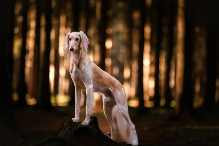 Throughout My Career As A Dog Photographer I've Met A Lot Of Wonderful Four-Legged Models, Here Are My Favorite Pictures (30 Pics)
