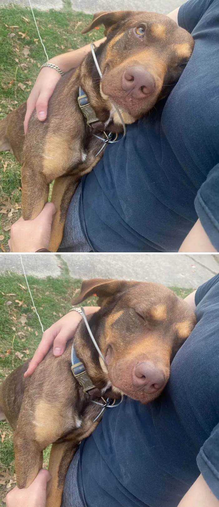 No había visto a mi perro en unos días, esta fue su reacción durante 5 minutos seguidos