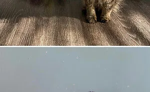 50 Uplifting Animal Pictures To Help You Get Through The Week