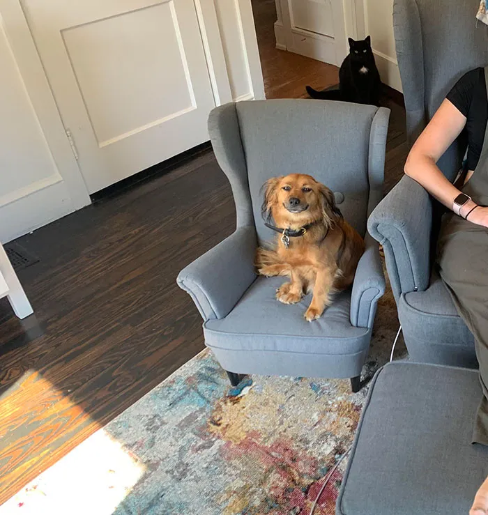 I Got My Pup A Matching Chair So He Would Stop Stealing Mine. Needless To Say, He’s Very Pleased