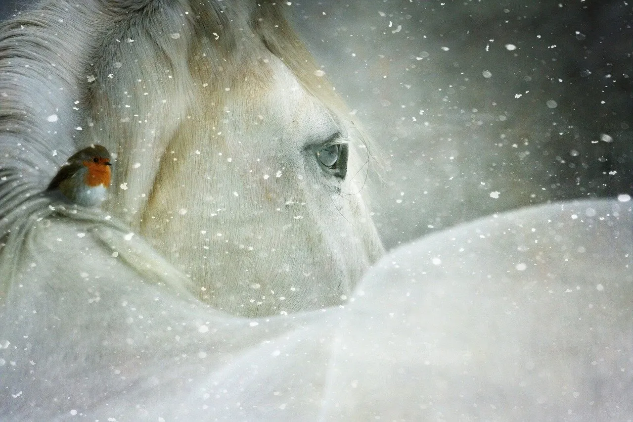 The Horse's Gift