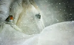 The Horse's Gift