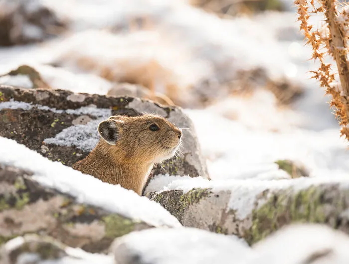 An American Pika Making Sure The Coast Is Clear From The Entrace Of Her Winter Den