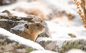 The Real-Life Pikachu: I Photograph The American Pika In Their Extreme Mountainous Homes (19 Pics)
