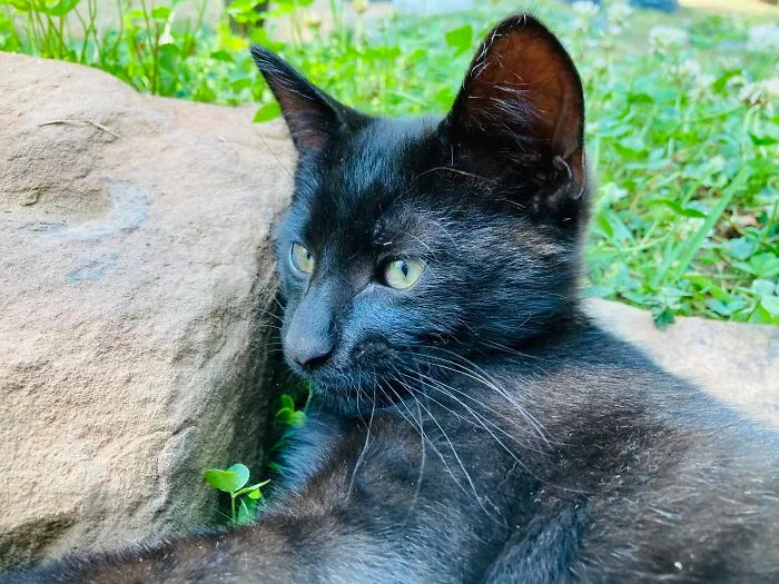 T’challa
