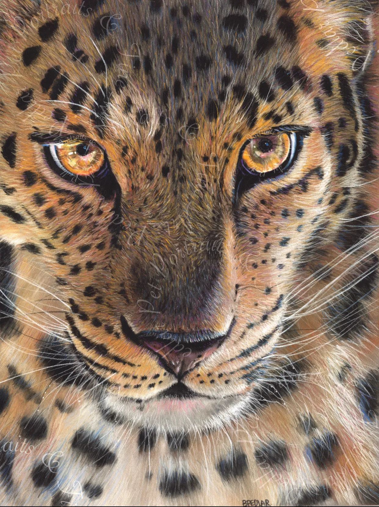 Animal Portraits