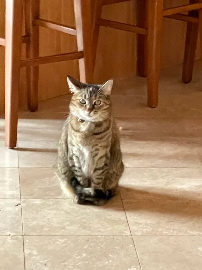 The Fasted Kitty In The Land Kekio (Cake-O)