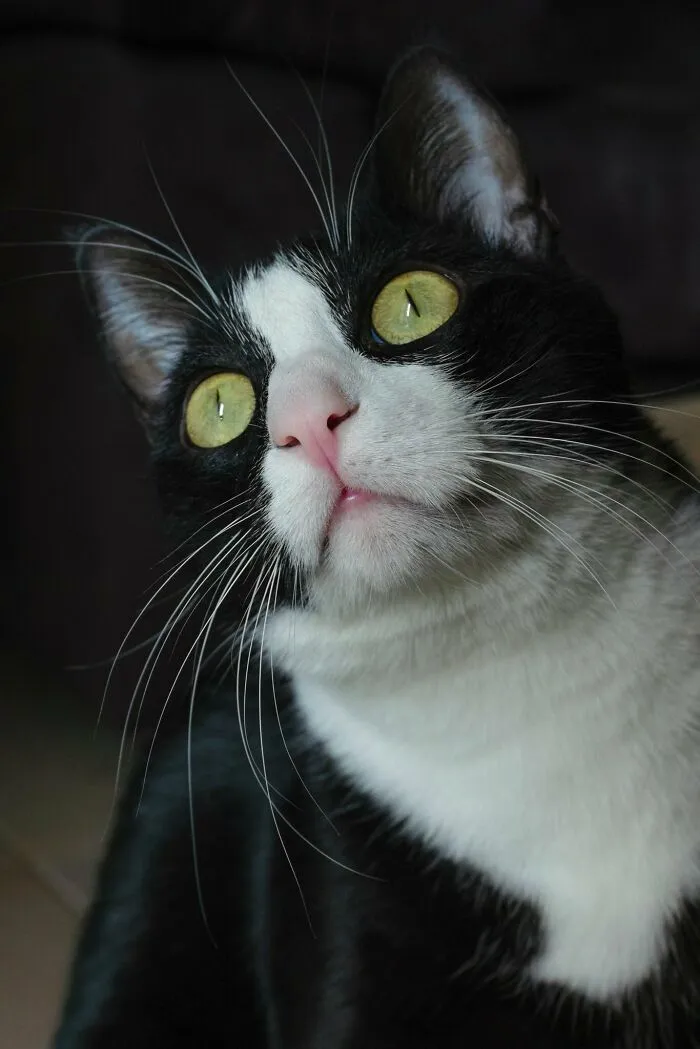 My Rescue Cat Keats.