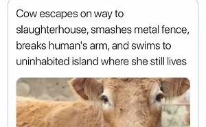 ‘The True Memeing Of Life’: 50 Tastefully Offensive Tweets Shared On This Instagram Page