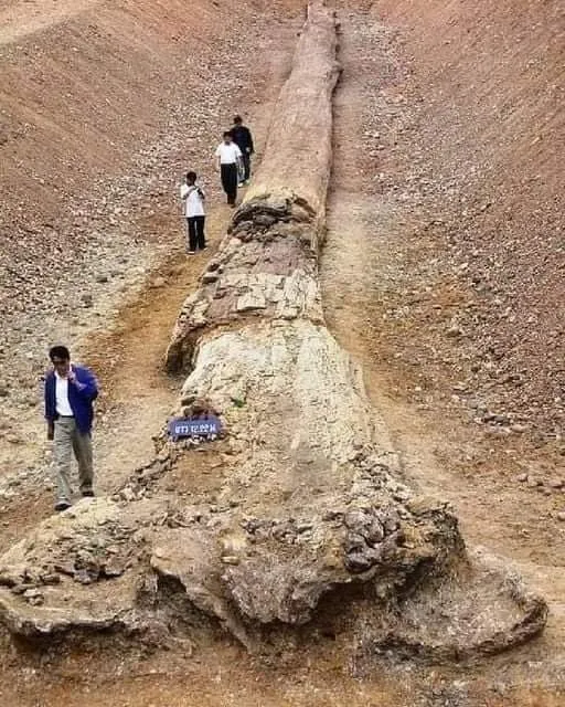En el norte de Tailandia, se han encontrado árboles fósiles tan altos como las secuoyas que existen hasta hoy en día. Este tronco petrificado mide 72,2 metros, lo cual indica que su altura original podría haber sido de unos 100 metros. Su edad aproximada es de 800.000 años