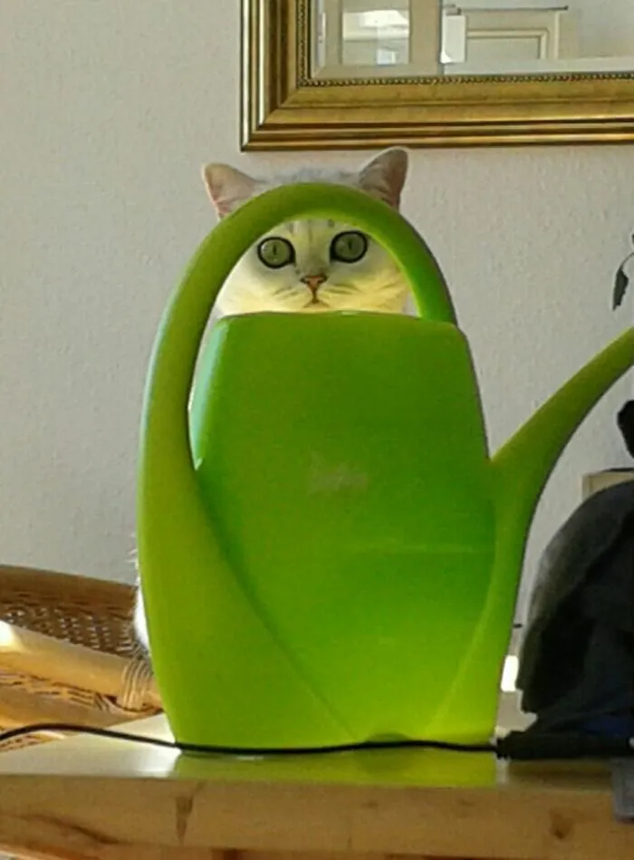 Watering Cat.