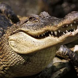Crocodile