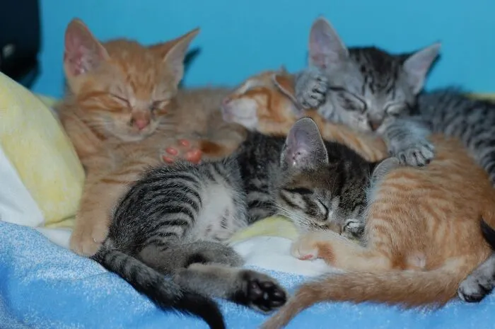 These Furballs Were Found Crying On The Roof Of Our Garage. Goosey, Gizmo, Stumpy (Had A Broken Leg When We Found Her) And Tiny Garfield. All Placed In Homes, Fat And Happy