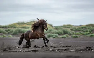 I Took Photos Of Icelandic Horses (6 Pics)